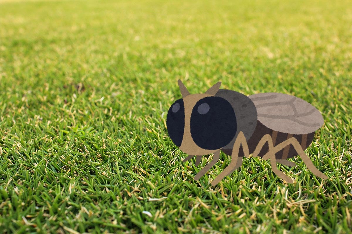 藪にいるイメージが強いブユだが、実際は芝生に多く生息しており、ゴルファーの大敵