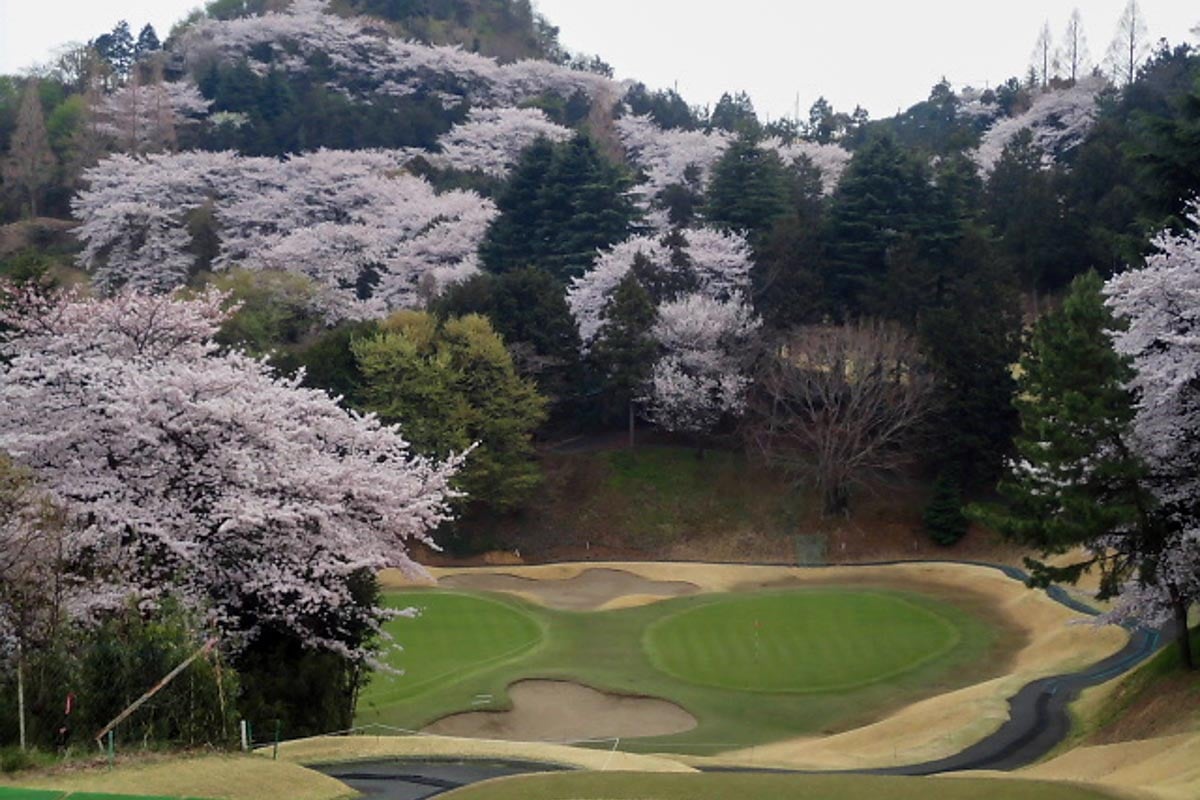 色鮮やかな“桜トンネル”！もう一度見たい桜の美しいコース3選（関東編）