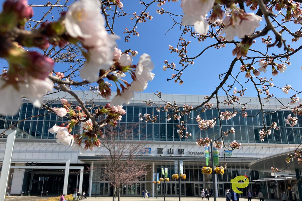 富山駅前の桜