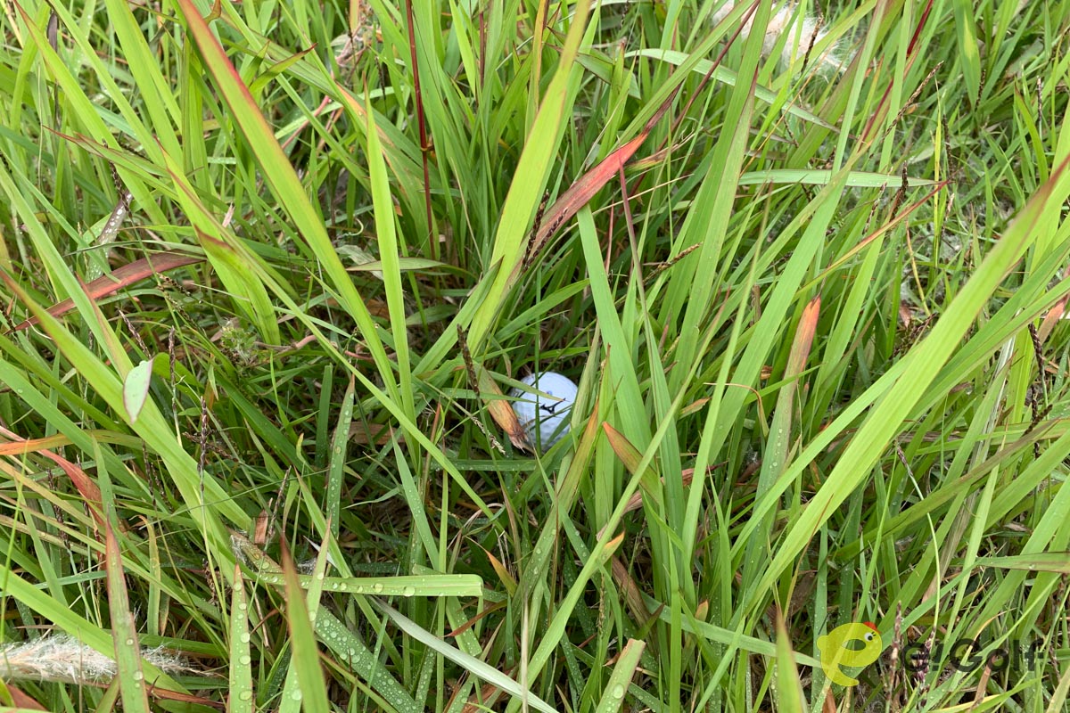 ちょっと深めのラフ。ボールを探すのも一苦労