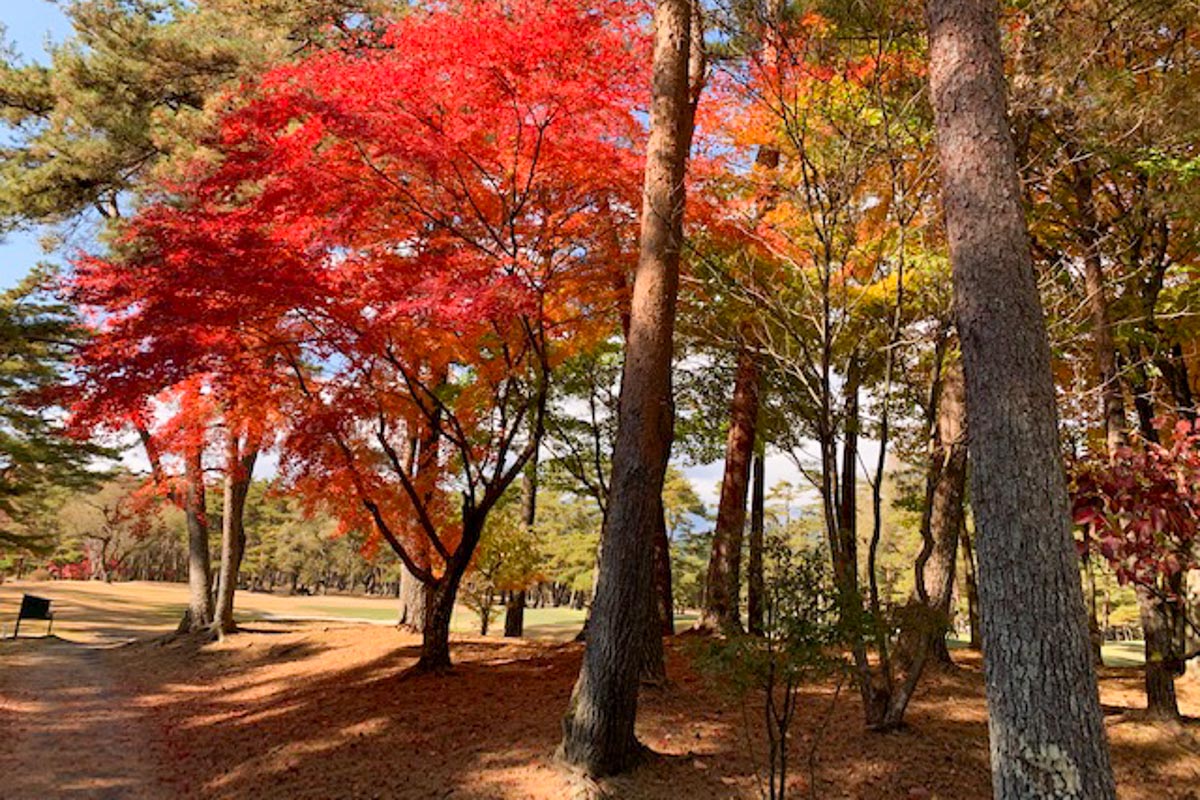 ホームコースで自然を愛でるのもまた一興。「毎年、日光CCで見る紅葉は本当に素晴らしい！」と絶賛する前田さん　写真:加賀屋ゴルフ提供