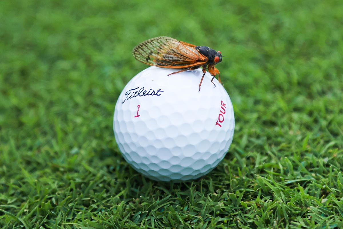 昆虫に当たった場合も“あるがまま”　写真：Getty Images