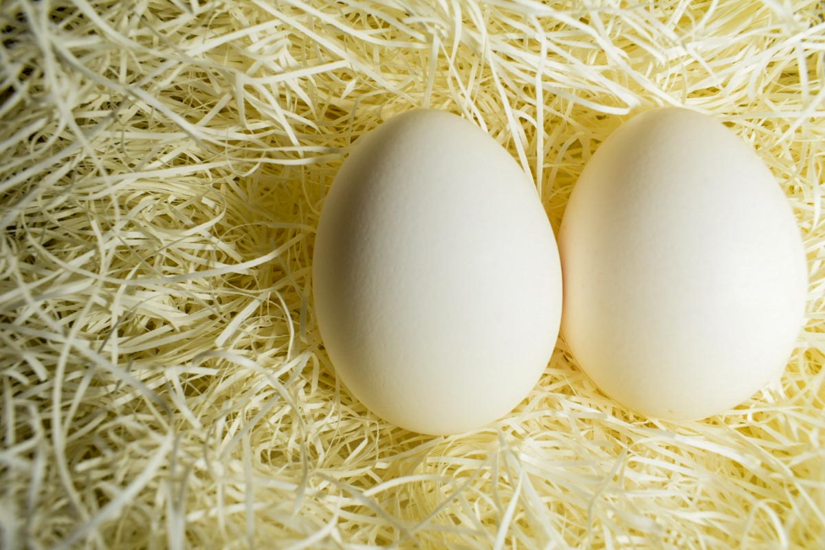 年齢は生殖能力にどのように影響しますか?