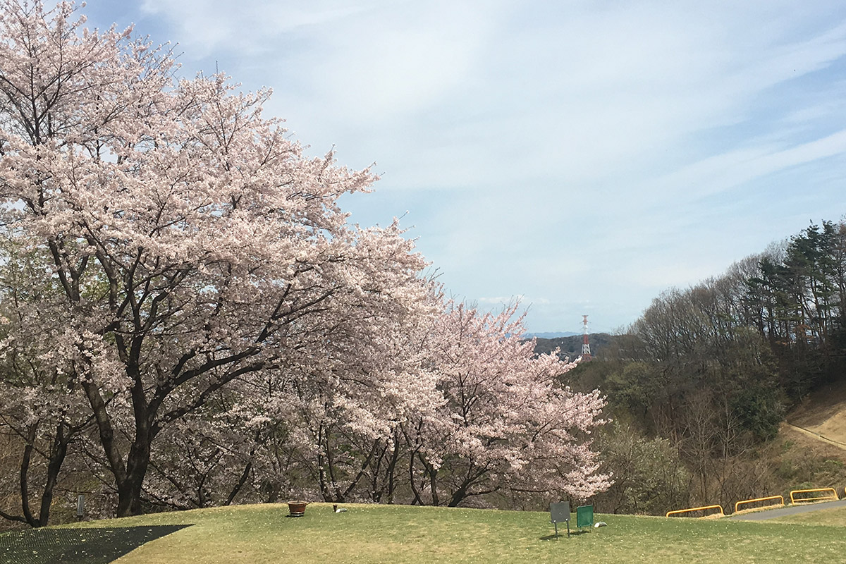 桜がキレイに咲くゴルフ場でプレーしてみたい　写真：AC