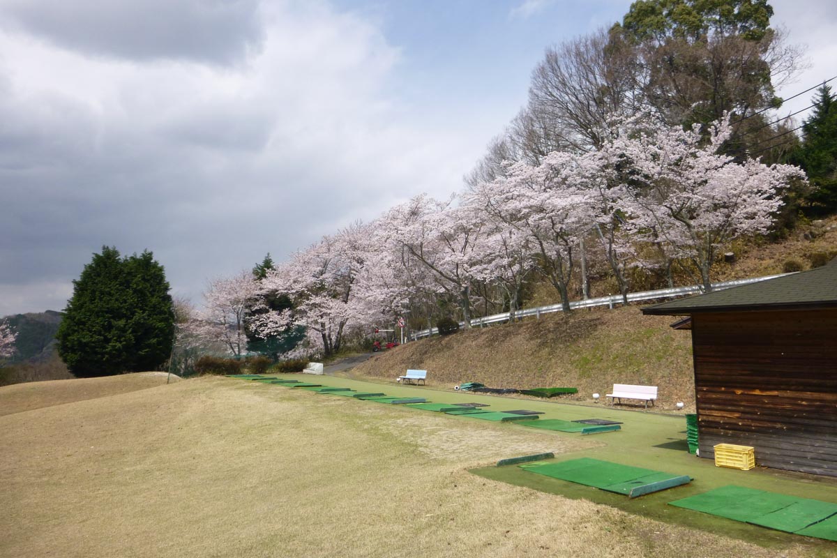 桜並木を背後にしたドライビングレンジ。まさにお花見打席　写真:木津川CC
