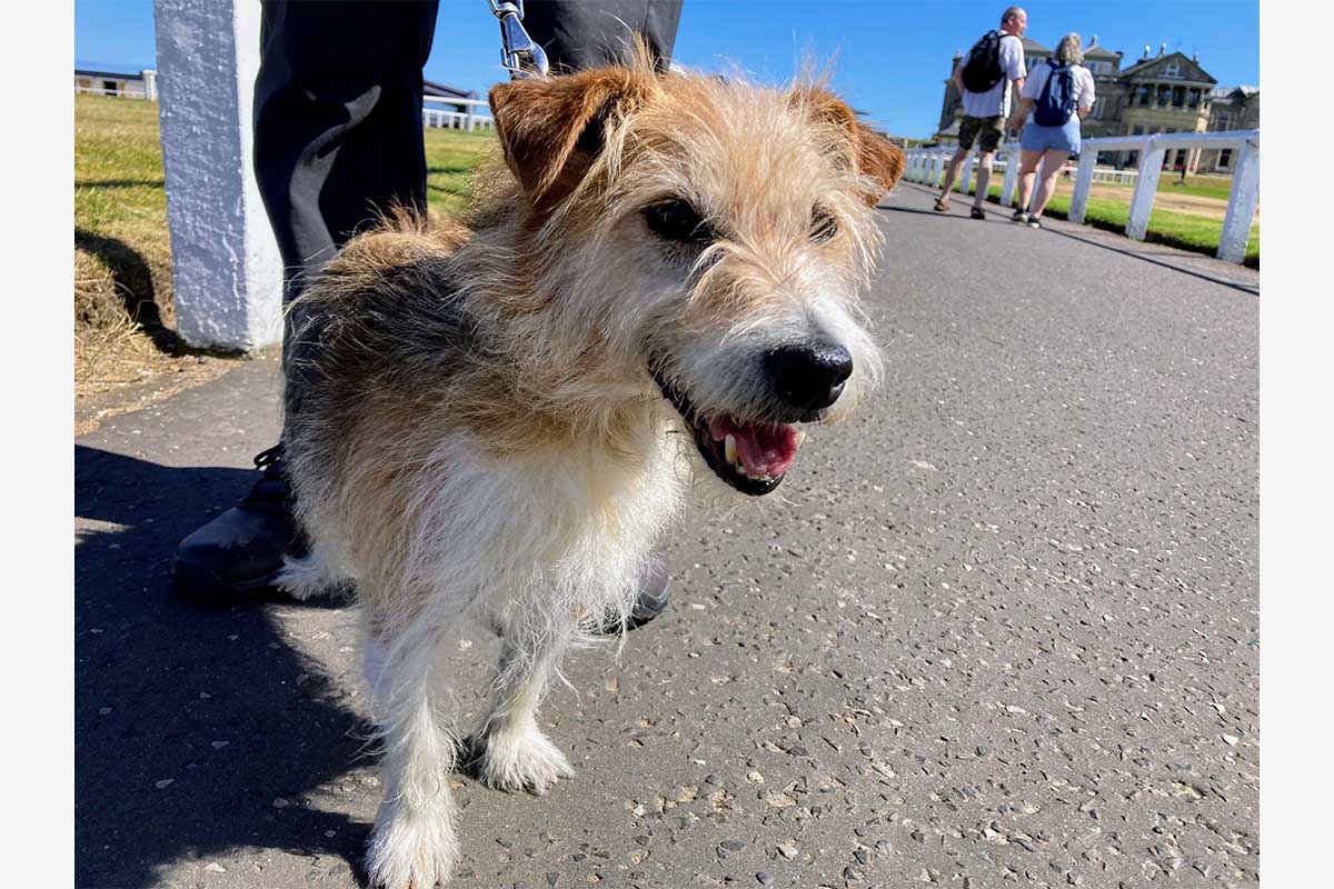飼い犬とコースを訪れるセントアンドリュースのゴルファーは多い　写真：林郁夫