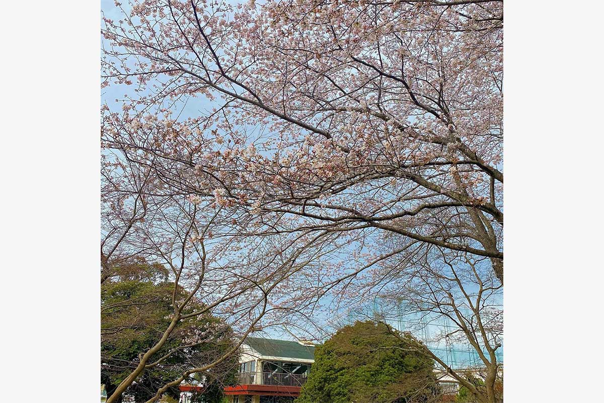 お花見をしながらコースを歩ける　写真：リトルグリーンヴァレー船橋提供