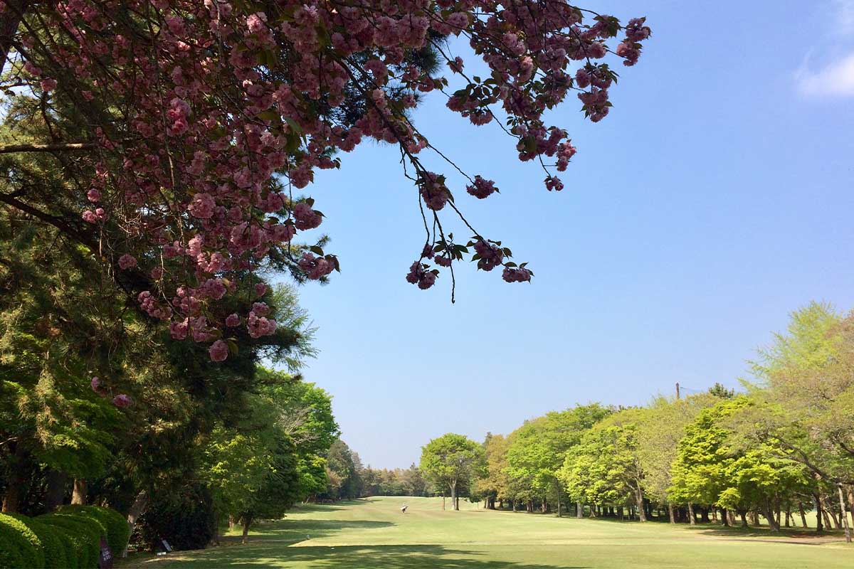散策に訪れた初夏の船橋CC　写真：林郁夫