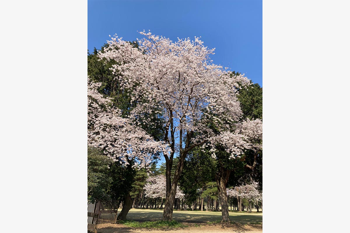 我孫子GCの見事な桜の木　写真：我孫子の景観を育てる会提供