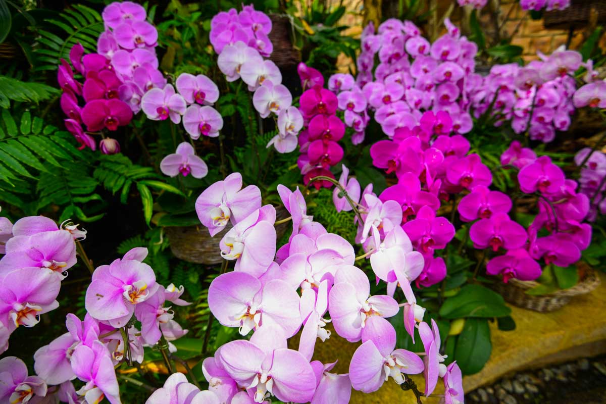 「銀座の花屋」は粋でもあり回りくどくもあり、昭和のおやじカルチャーを凝縮したような言葉といえるかもしれません　写真：AC