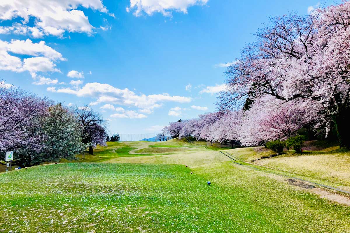 キレイだからといって、ゴルフ場の桜を折って持ち帰るのは言語道断　写真:AC