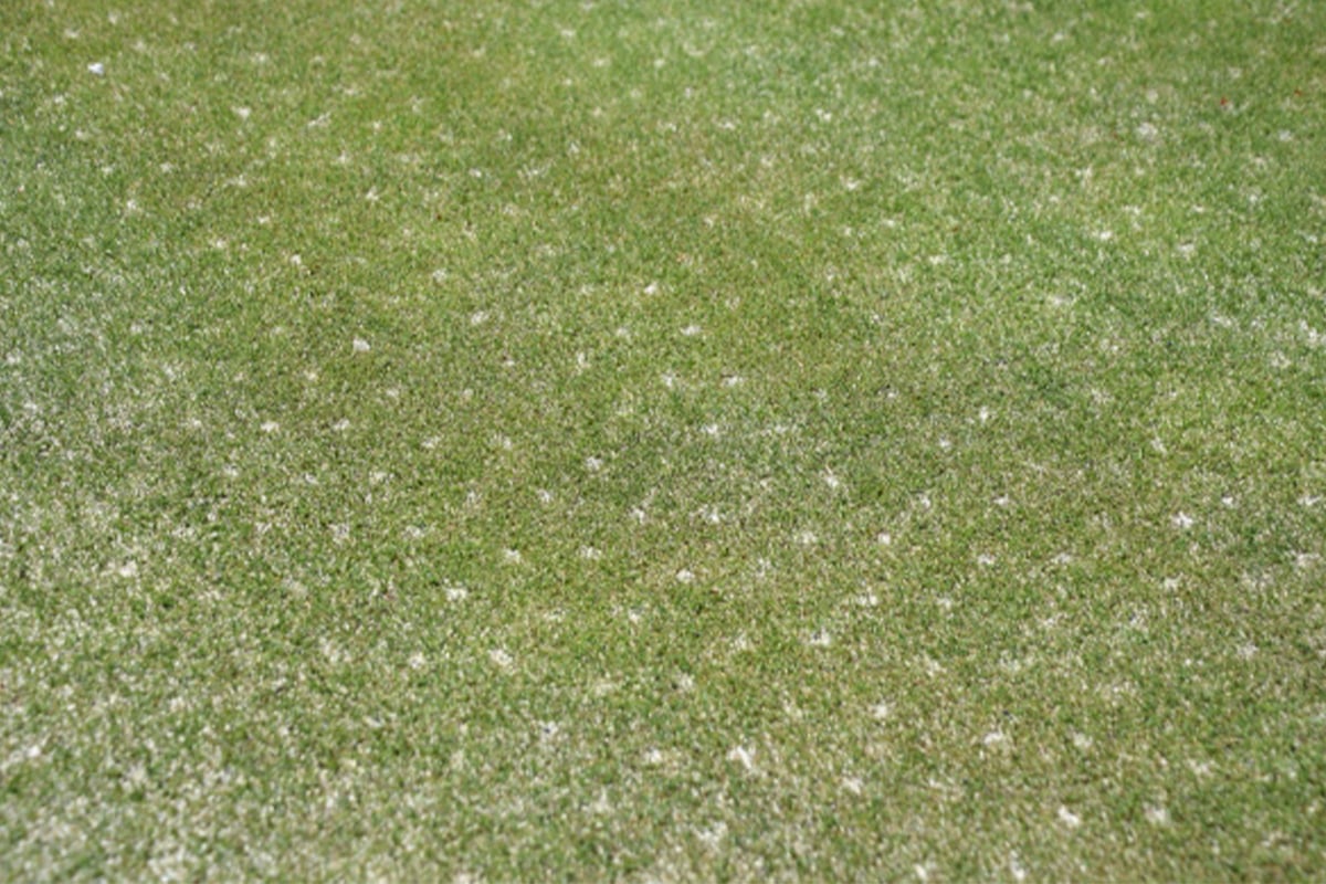 エアレーション作業は芝生の成長を促進させる大切な作業　写真：AC