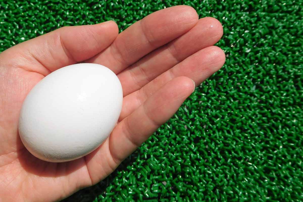 不正行為「卵を産む」。インプレー以外のボールをポケットから出してロストを報告しない　写真:AC
