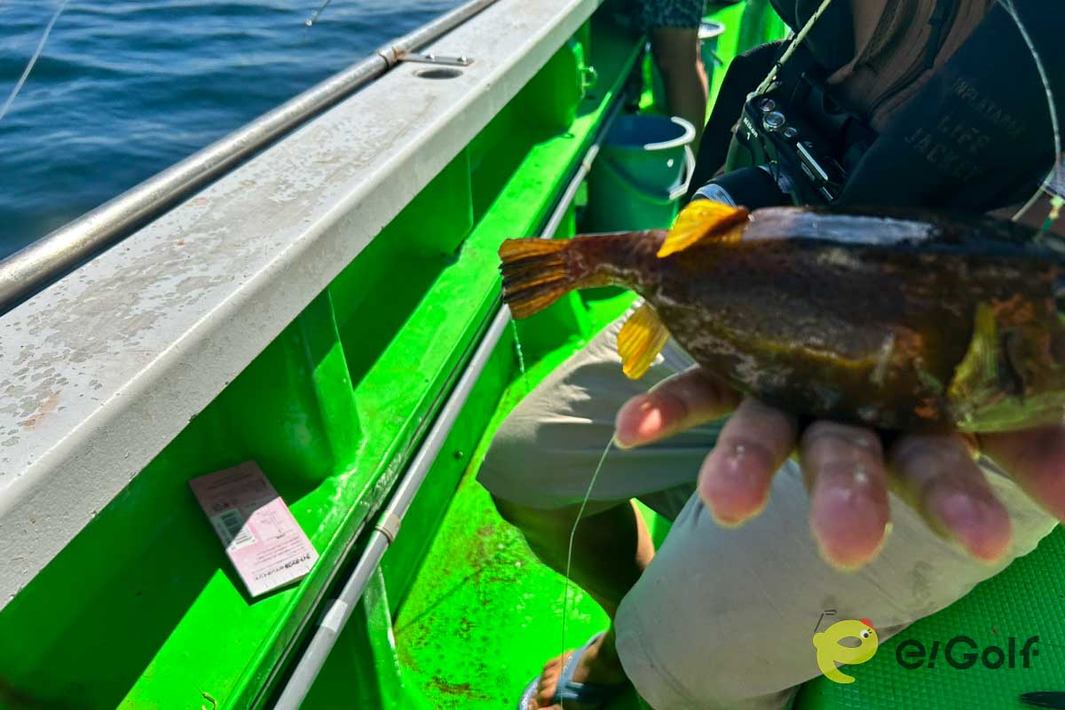 なんかフグっぽいのも釣れた