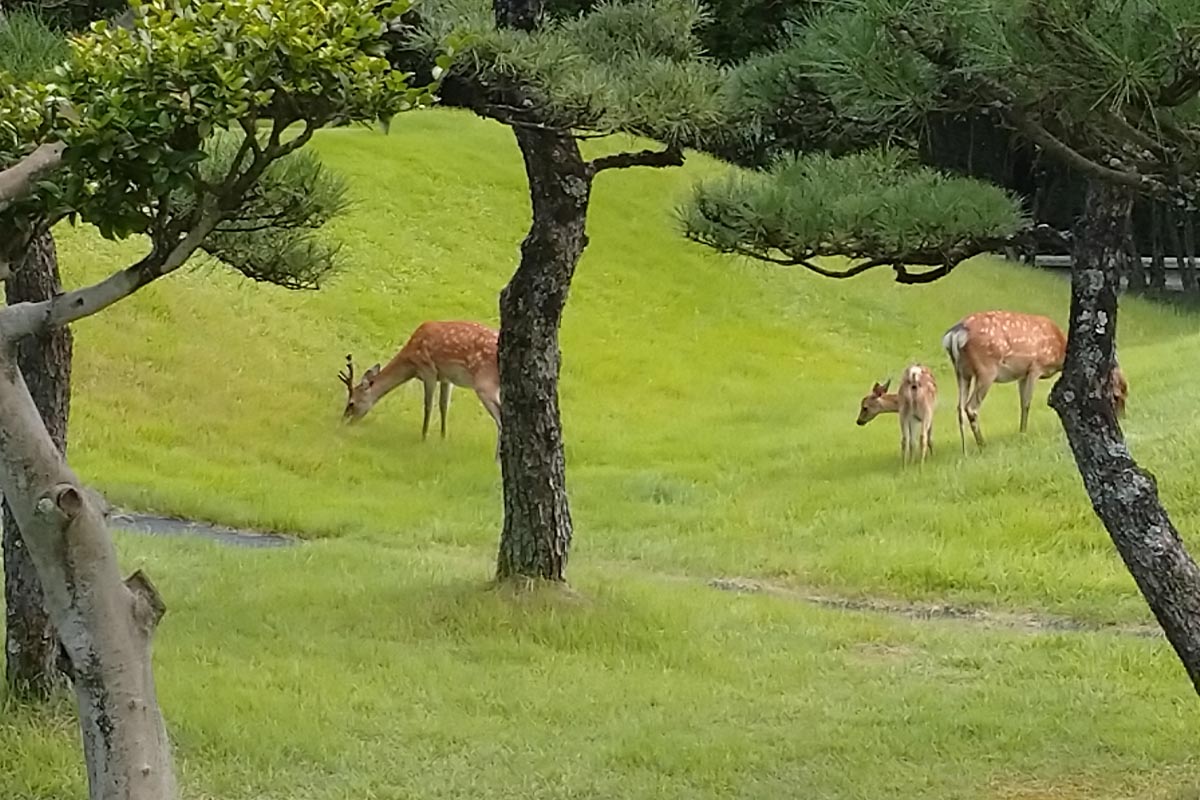 コース内に“関ヶ原のバンビちゃん”が姿を現す
