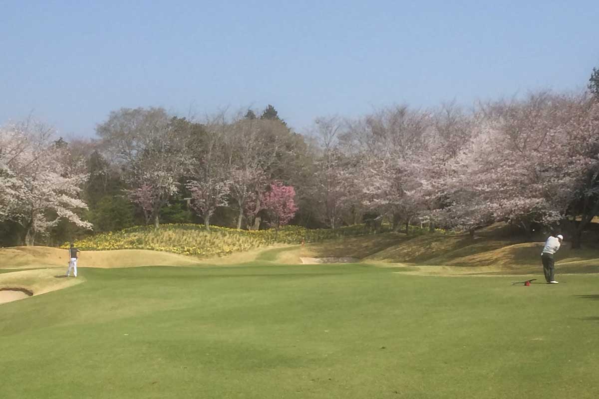 桜の花に水仙が美しく咲く14番　写真：ゴルフ場提供