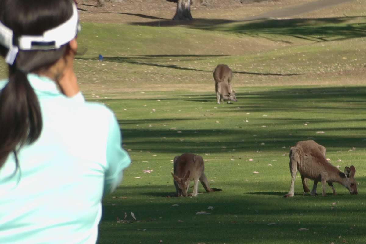キヤノンが発表したレーザー距離計「PowerShot GOLF」では遠景の動画撮影も可能
