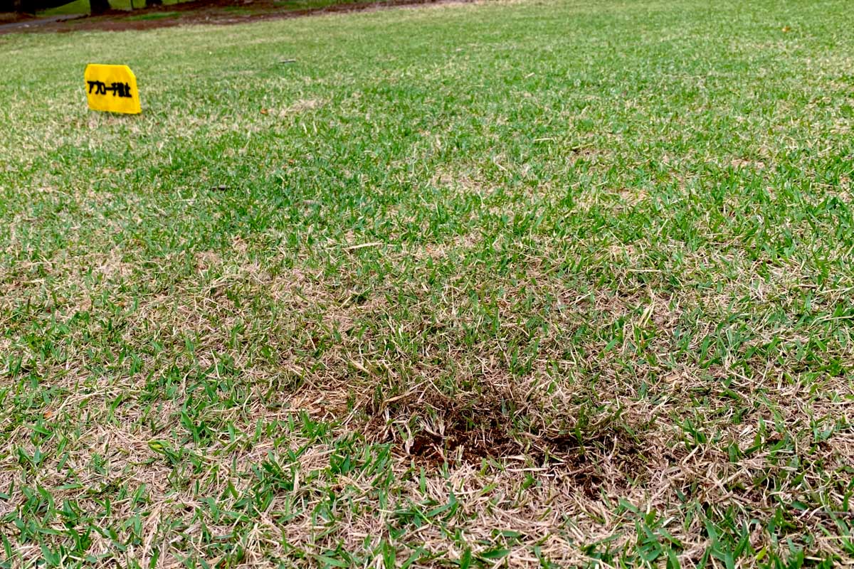 ゴルフ場が芝のコンディション維持のために「アプローチ禁止」のアナウンスを行っても、そこには必ずディボット跡がある