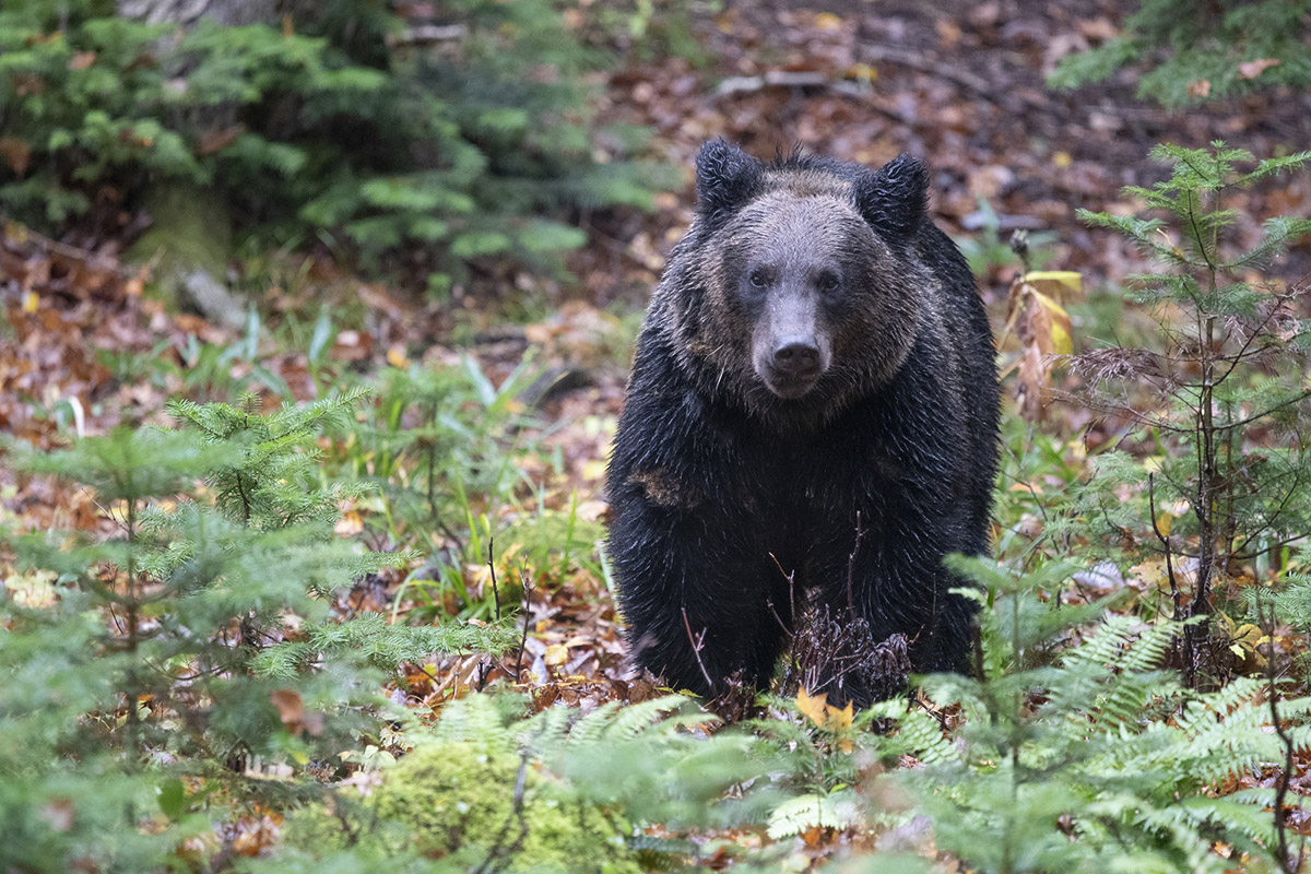 ※写真はイメージです　写真：PIXTA