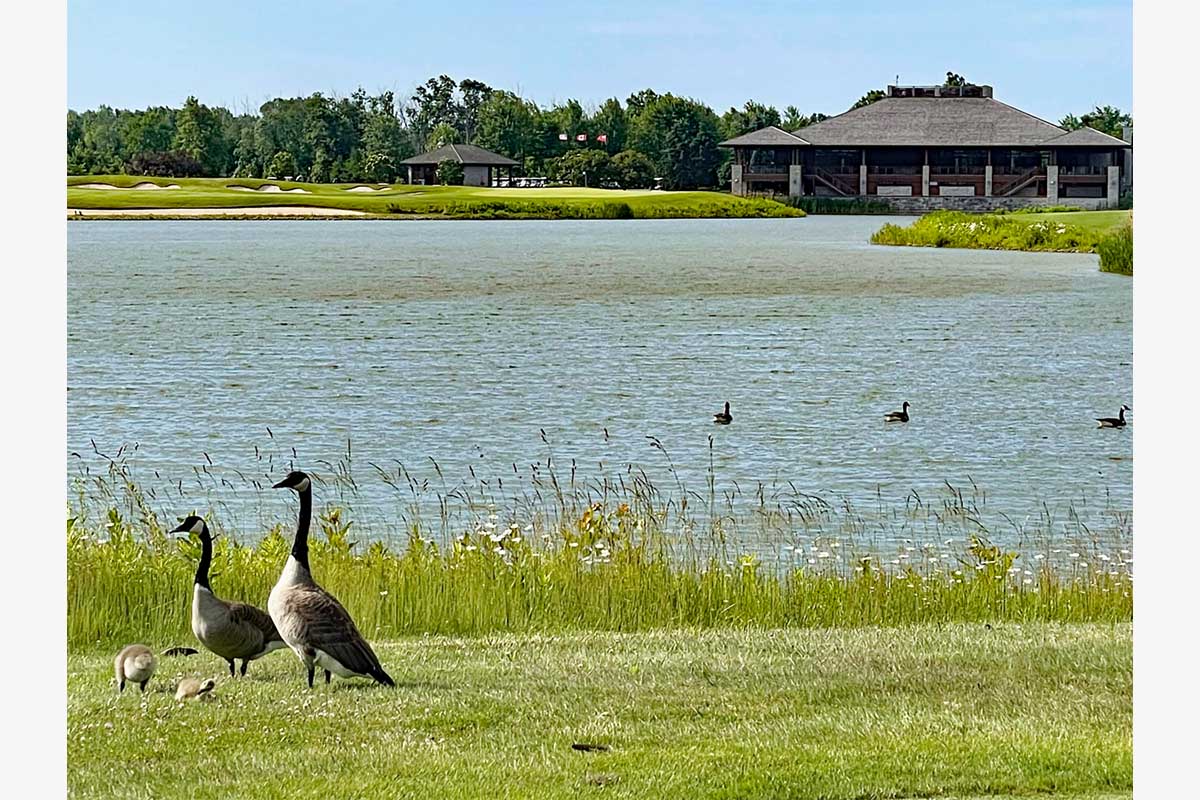 カナダのコインにも描かれているカナダグース。親子の姿も