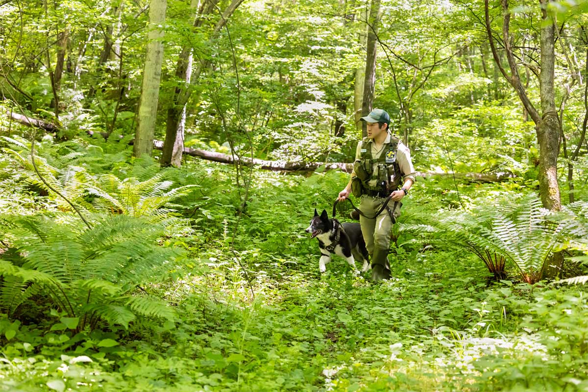 クマ対策に効果的とされる「ベアドッグ」とハンドラーが巡回する様子　写真：NPOピッキオ提供