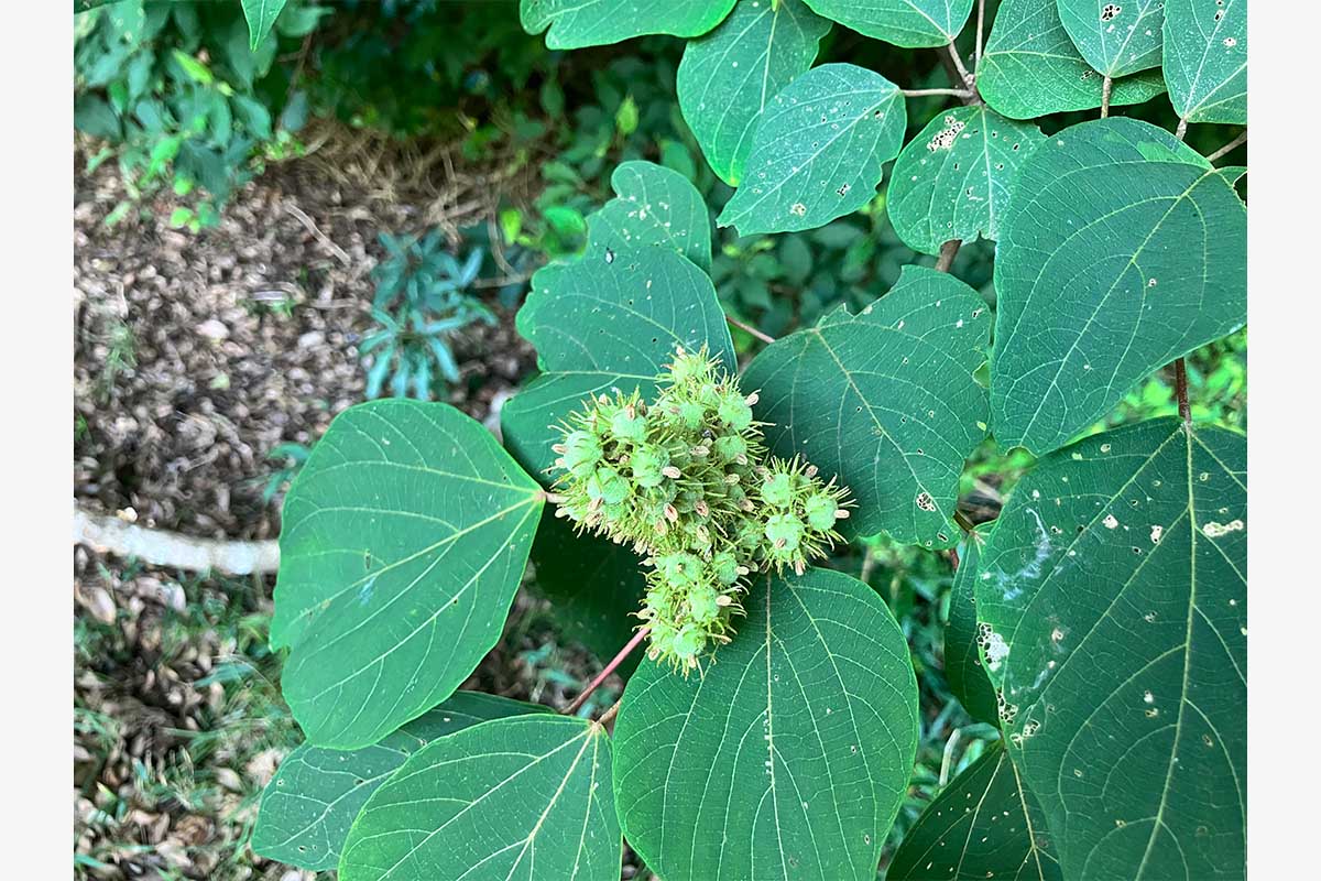 「勝浦東急ゴルフコース」のゴルフ場内で見られる豊かな自然　写真：東急リゾーツ＆ステイ株式会社