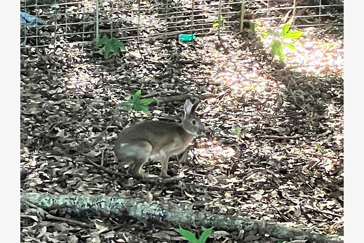 「勝浦東急ゴルフコース」のゴルフ場内で見られる豊かな自然　写真：東急リゾーツ＆ステイ株式会社