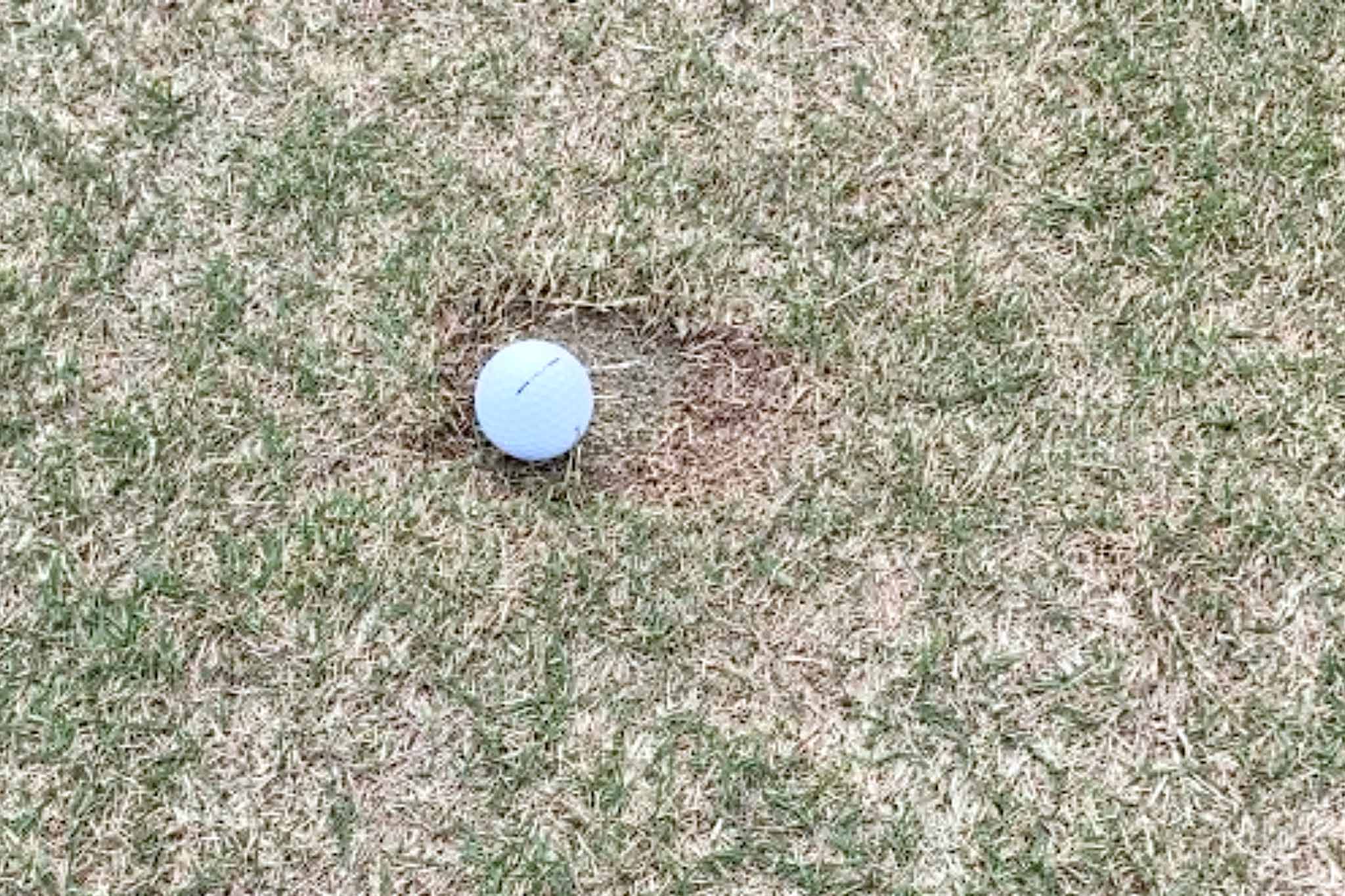 フェアウェイで採用されているコウライ芝は暖地型のため、冬場は休眠している。枯れているわけではない