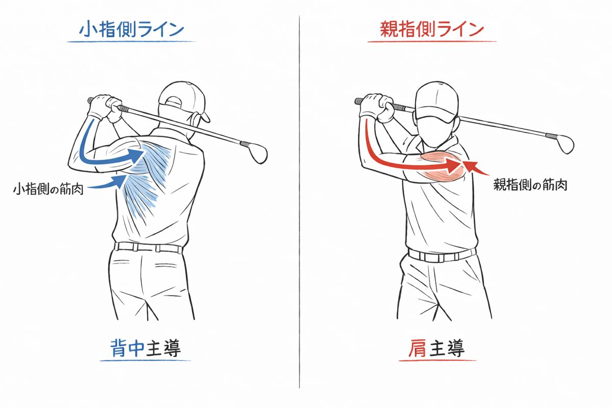 親指側を使い過ぎずに、小指側を主にして体幹（背中）を使う